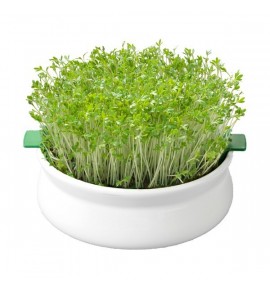 COUPELLE DE GERMINATION COUPELLE DE GERMINATION