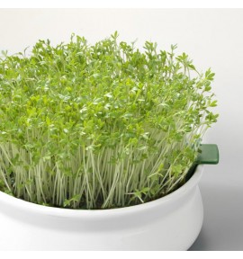 Graines germées Germline Cresson BIO Graines germées Germline Cresson BIO