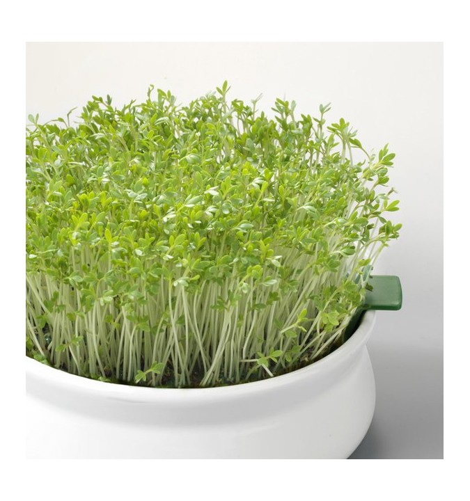 Graines germées Germline Cresson BIO Graines germées Germline Cresson BIO