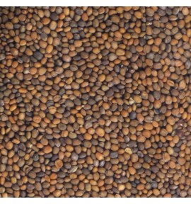Graines germées Roquette BIO - Germline Graines germées Roquette BIO - Germline