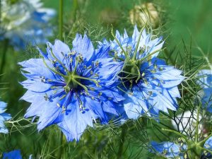 La Nigelle, fleur dont les graines germées aromatiques s'appellent aussi cumin noir graines germées aromatiques de cumin noir