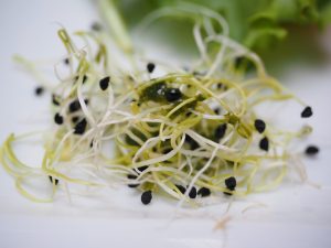 pousses d'alfalfa alfalfa-sprouts-1522076_1920