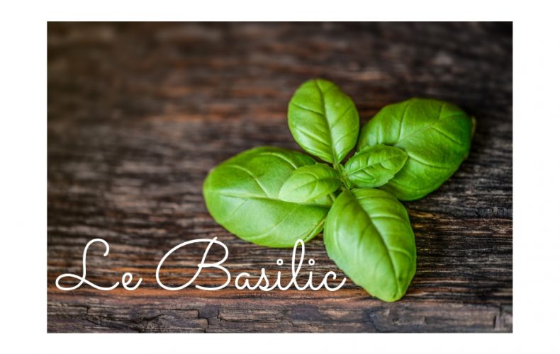 Le Basilic