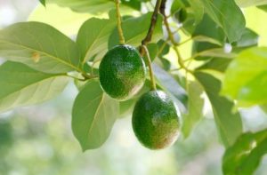 le fruit avocat